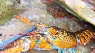 The big lobster & the beach are all cat's eye snails + abalone, and there is a little blue dragon hi