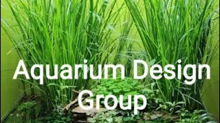 Aquarium Design Gallery - The Finest Aquascaping Gallery in the USA