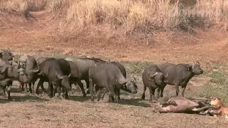 Вот почему буйволы способны уничтожить льва