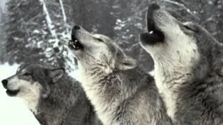 Wolf Pack Howling - SOUND ONLY!