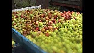 Cider Making in Normandy