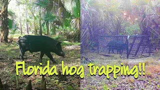Florida hog trapping** BIG BOAR HOG #boxtrap #florida #hogs