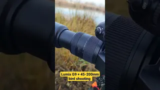 Lumix G9 + 45-200mm Panasonic lens #birds #shooting #photography #birdphotography
