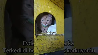 EVDEN SOKAĞA ATTIĞINIZ KEDİLERE BAKIN NE OLUYOR (EV KEDİLERİ) Kedilerin Sıcak İlgi İstemesi