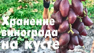 Какой виноград хорошо сохраняется на кусте (07.10.21)