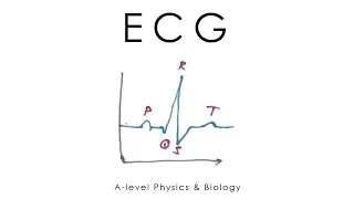 ECG - Electrocardiogram - A-level Physics/Biology