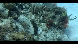 Cayman Brac - Stingray Tower - Pt 1 - SEA CUCUMBER!!