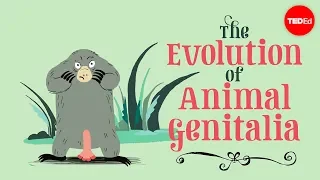 La evolución de los genitales de los animales - Menno Schilthuizen