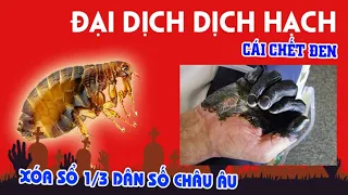 Đại dịch dịch hạch và sự khủng khiếp của nó? lịch sử CÁI CHẾT ĐEN