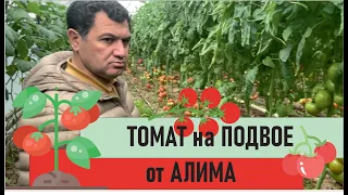 Алим показывает томат на подвое !