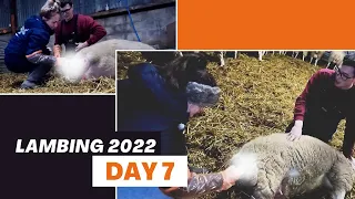 A DAY OF CHOAS AND FIRST TIME LAMBING SHEEP | Vlog 7 - Lambing 2022
