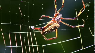 Wie eine Spinne ihr Netz baut