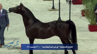 تصفيات بطولة كأس العالم لجمال الخيل العربية - باريس - 2016