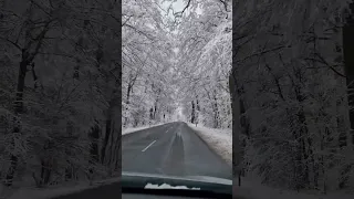 Snow white forest in Germany #beautiful #snow #driving #germany #nature #winter  #snowfall
