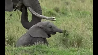 SafariLive Sept 16 - Lovely baby Elephants!