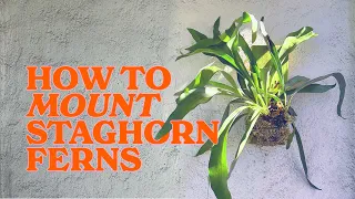How to Hang a Stag Horn Fern!