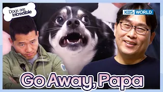 Go Away, Papa [Dogs are incredible : EP.205-1] | KBS WORLD TV 240206