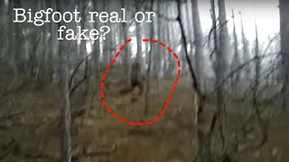 Shock Bigfoot Sightings – Is Bigfoot Real?