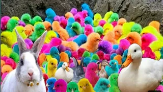 Catch Cute Chickens, Colorful Chickens, Rainbow Chickens,Ducks,Cute Cats,Rabbits,Animals Cute