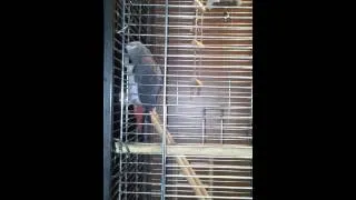 Papuga Zako klnie gada przeklina mowi