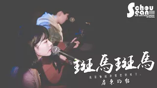 房東的貓- 斑馬 斑馬