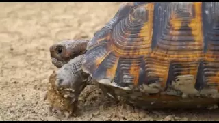 Azerbaijan  Shirvan National Park  Ширванский национальный парк  Şirvan Milli Parkı