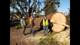 World's Biggest Christmas Tree