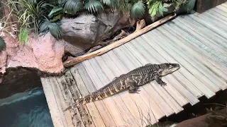 Gator