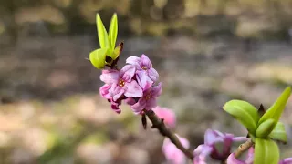 Прогулка по тихому лесу день 2