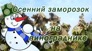 Осенний заморозок на винограднике. Что делать?