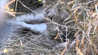 Days Old Lion Cub -  Singita Kruger Park