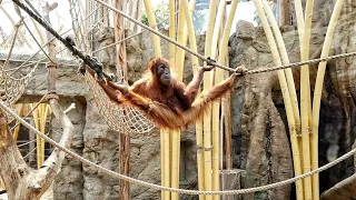 Orang Utan doing Rope Acrobatics  - DJI Osmo Pocket