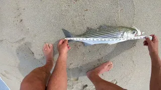 Striped bass and Bluefish on the first trip to the shore! NBR Ep  55