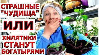 Рассада из хилой -- в жирную. Жалею, что раньше не выращивала. Буду  экономить бюджет