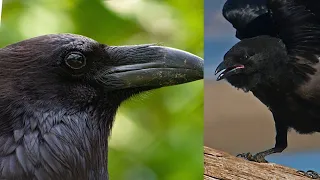 Crow - the crow song | bird rhymes for children | infobells
