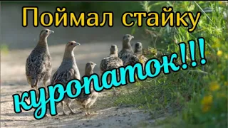 Поймал стайку куропаток в одну ловушку! Супер ловушка на куропаток, фазана Как поймать куропаток