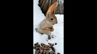 Белка с очень длинными ушами / Squirrel with very long ears