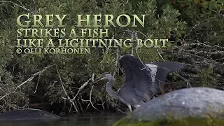 Grey Heron Strikes a Fish Like a Lightning Bolt - Héron Cendré Attrape un Poisson