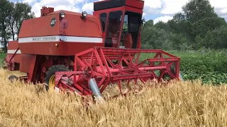 Молотимо вперше ячмінь цим комбайном. Урожайність непогана Massey Ferguson 487