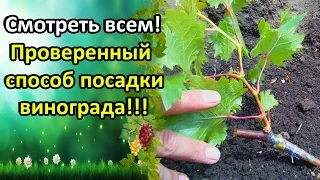 СМОТРЕТЬ ВСЕМ!!! САМЫЙ ПРОВЕРЕННЫЙ СПОСОБ ПОСАДКИ ВИНОГРАДА!