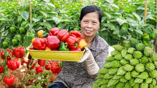 Growing Bell Peppers And Bitter Gourds: Super Simple High-Yield - Anyone Can Do It