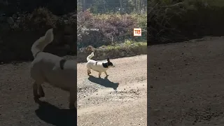 Perrito ovejero chileno se hace viral: Pide permiso para pasar con su rebaño