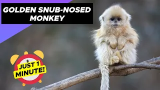 Golden Snub-Nosed Monkey - Just 1 Minute! 🐒 The Fascinating Monkey