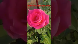 WHICH  TYPE OF ROSE IS MOST BEAUTIFUL?#allinone1111#nbt1111#india#shorts#viralvideoshorts