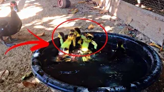Baby ducks in my pool! First day of life. An amazing story video 2022