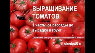 Выращиваем томаты: Часть первая. Рассада. #томаты