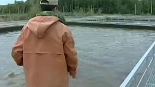 Вести-Хабаровск. Лов рыбы запрещен