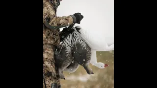 Totem Rods and Tail Loops in the Decoy trailer