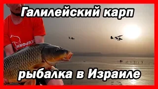 Galilean carp on the lake Kinneret or how to catch a big fish.