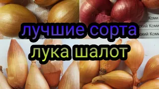 Лучшие сорта лука шалот. Смотреть всем.